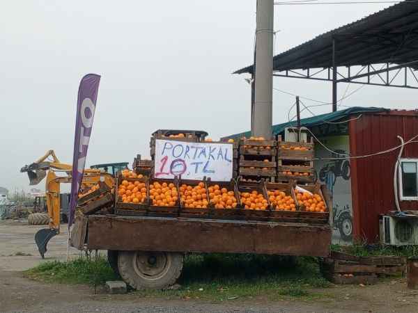 Portakal üreticileri çaresiz